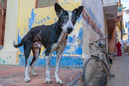 Indian street or stray dog on the street of Jodhpur in Rajasthan in India