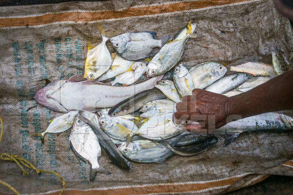 Several species of fish arranged on a mat for sale at Kochi fishing harbour