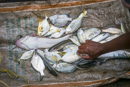 Several species of fish arranged on a mat for sale at Kochi fishing harbour