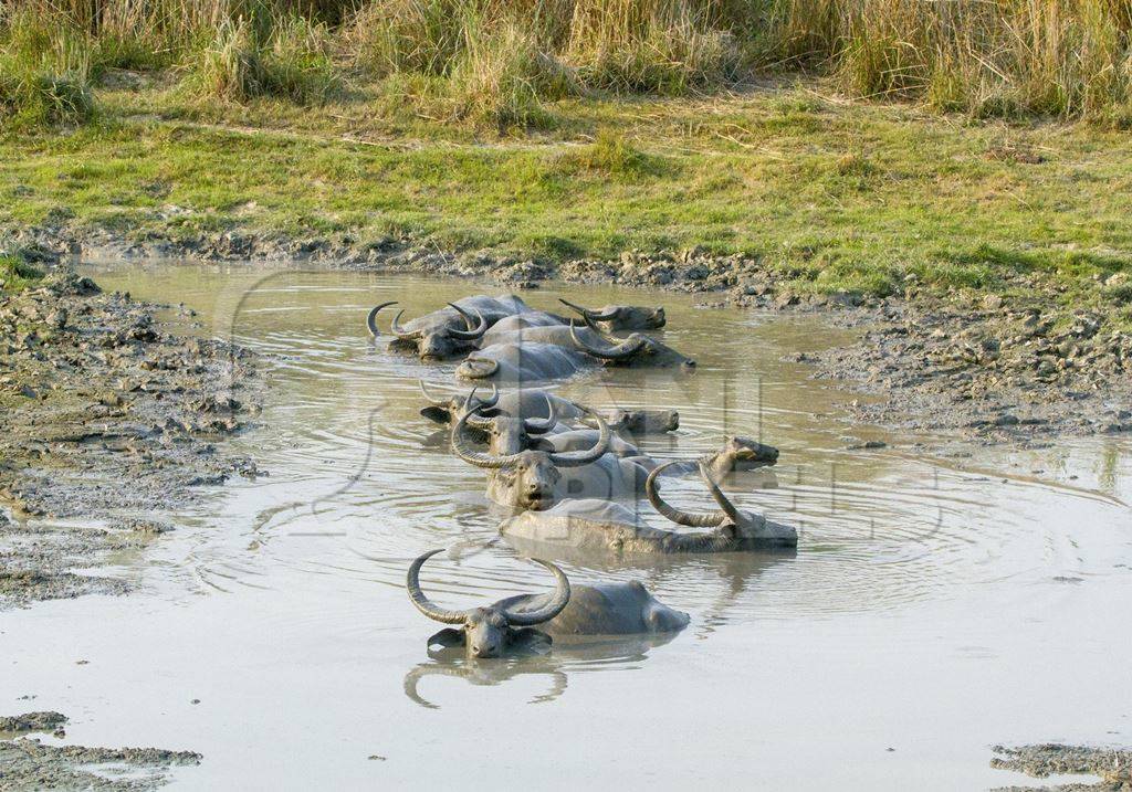 Herd of asiatic wild buffalo wallowing in water