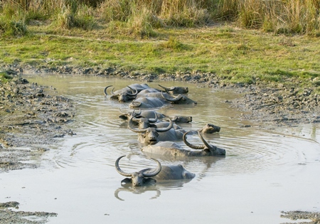 Herd of asiatic wild buffalo wallowing in water