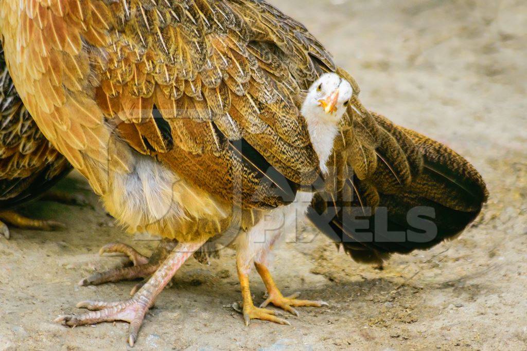 Small baby chick peeping out from mother hen