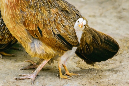 Small baby chick peeping out from mother hen