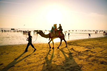 Camel used for tourist rides on shore of lake at Rann of Kutch