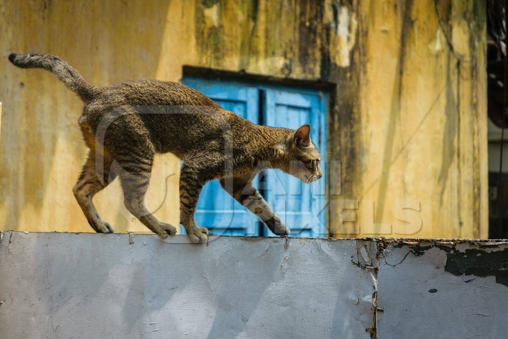 Street cat at Kochi fishing harbour in Kerala with yellow wall and blue door background