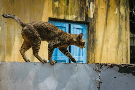 Street cat at Kochi fishing harbour in Kerala with yellow wall and blue door background