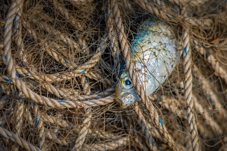 Indian marine ocean fish gasping and suffocating while trapped or caught in tangled fishing nets on the beach in Maharashtra, India