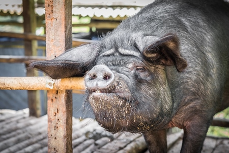 Pig in wooden pig pen on farm in rural Nagaland