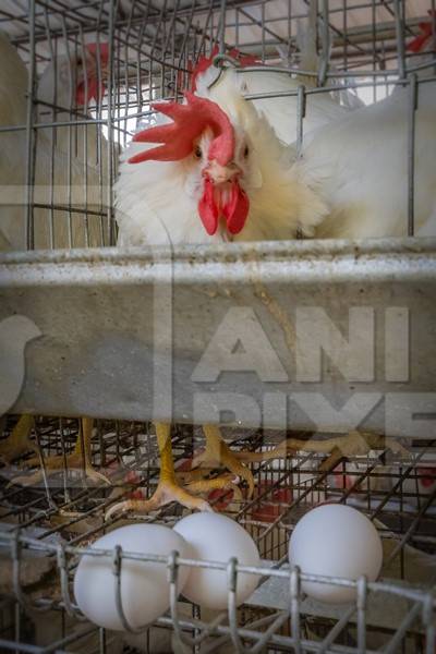 Layer hen or chicken in battery cage on a poultry layer farm or egg farm in rural Maharashtra, India, 2021