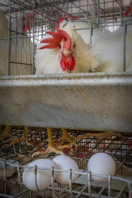 Layer hen or chicken in battery cage on a poultry layer farm or egg farm in rural Maharashtra, India, 2021