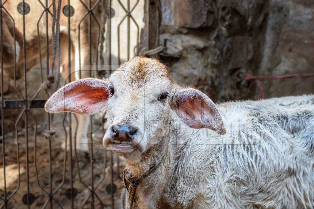 Indian dairy cow calf in a small urban dairy farm or tabela, in the city of Jodhpur, India, 2022