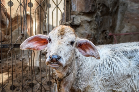 Indian dairy cow calf in a small urban dairy farm or tabela, in the city of Jodhpur, India, 2022