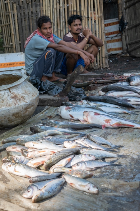 Fish on sale at a fish market at Sonepur horse fair or mela in Bihar, India