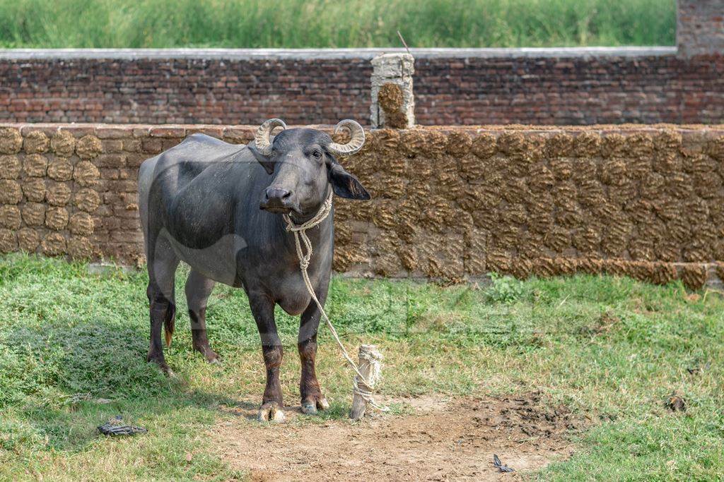buffalo tied up with dung patties drying on wall behind in village in rural Bihar