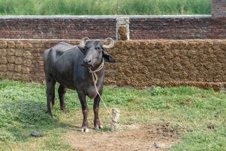 buffalo tied up with dung patties drying on wall behind in village in rural Bihar
