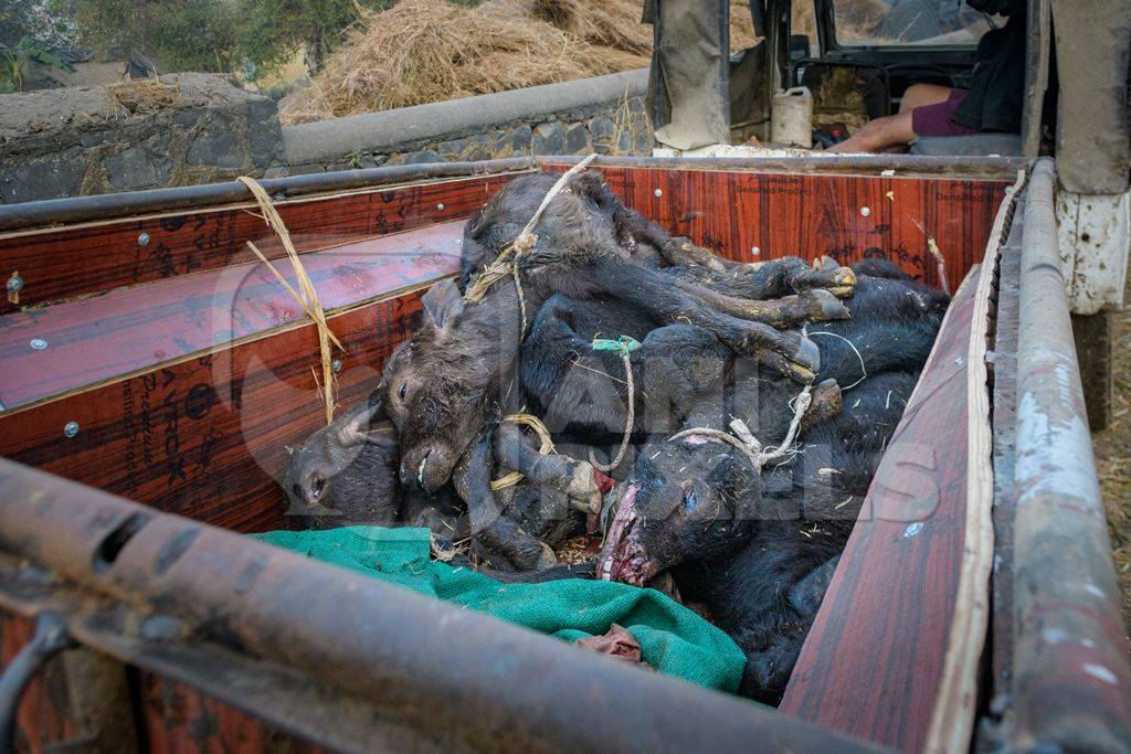 Dead farmed Indian buffalo calves in a truck on an urban dairy farm or tabela, Aarey milk colony, Mumbai, India, 2023