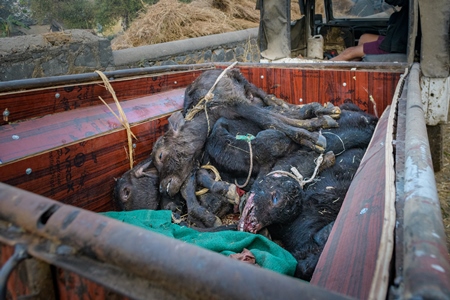 Dead farmed Indian buffalo calves in a truck on an urban dairy farm or tabela, Aarey milk colony, Mumbai, India, 2023