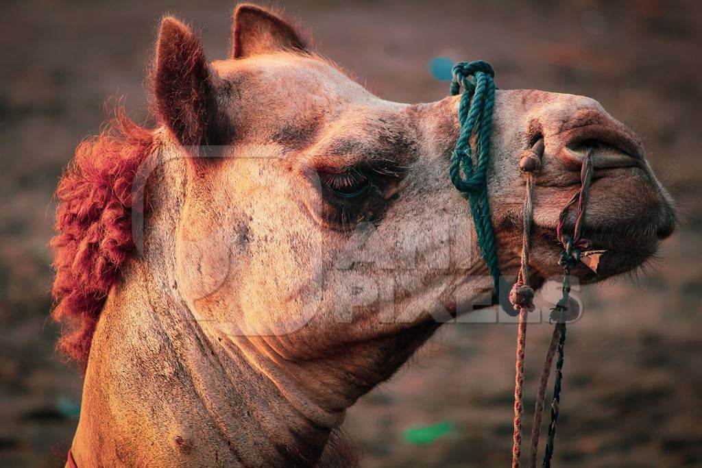 Indian camel harnessed with nose pegs and head collar for camel rides for tourists, in India