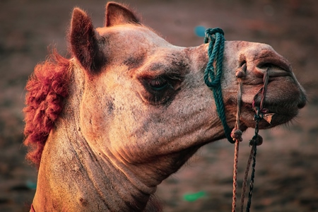 Indian camel harnessed with nose pegs and head collar for camel rides for tourists, in India