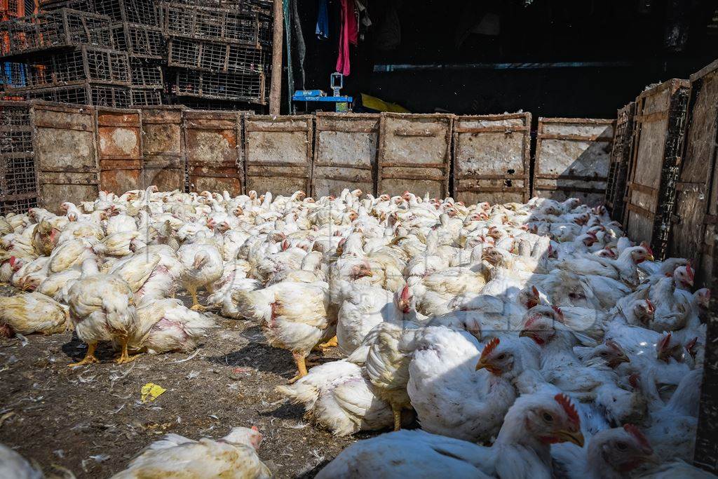 Enclosure with Indian broiler chickens at Ghazipur murga mandi, Ghazipur, Delhi, India, 2022