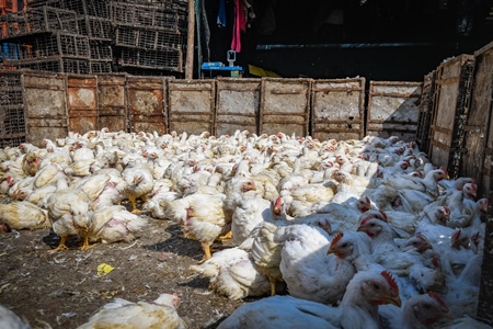 Enclosure with Indian broiler chickens at Ghazipur murga mandi, Ghazipur, Delhi, India, 2022