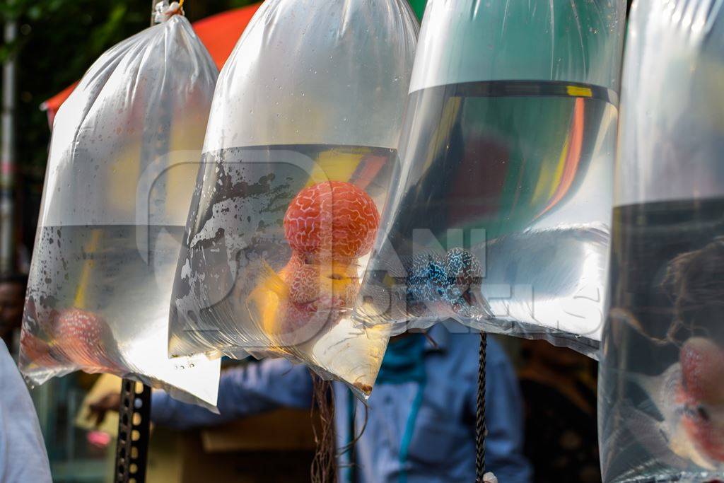 Flowerhorn cichlid aquarium fish in plastic bags on sale at Galiff Street pet market, Kolkata, India, 2022