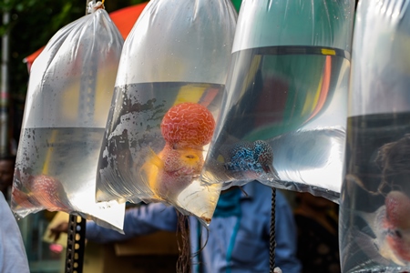 Flowerhorn cichlid aquarium fish in plastic bags on sale at Galiff Street pet market, Kolkata, India, 2022