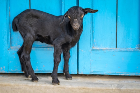 Black goat in village in rural Bihar with blue door background