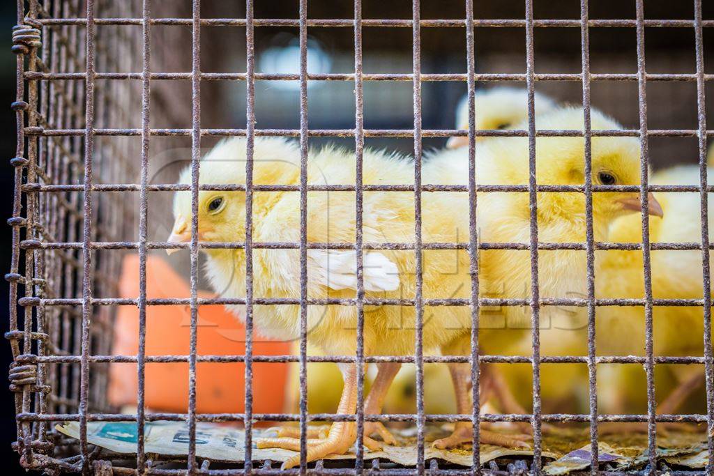 Yellow chicks on sale in cage at Crawford market