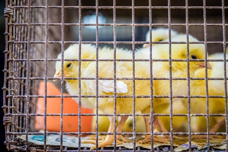 Yellow chicks on sale in cage at Crawford market