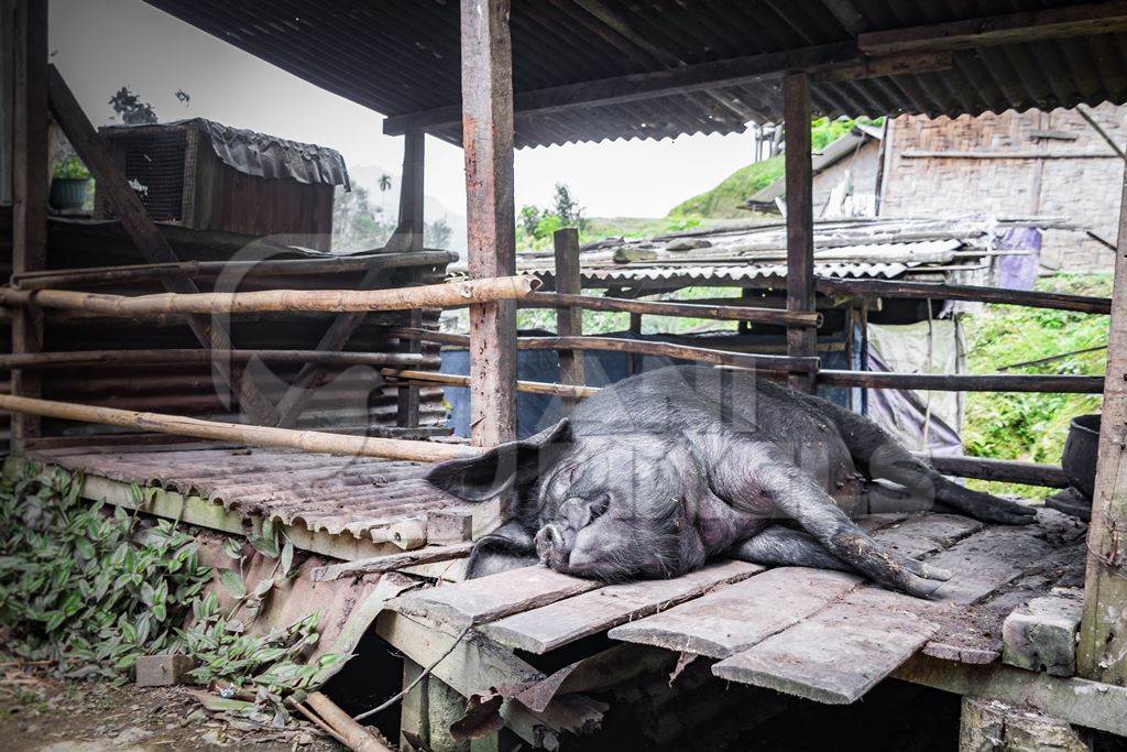 Pig in wooden pig pen on farm in rural Nagaland