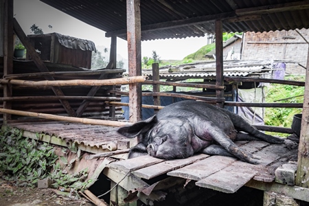 Pig in wooden pig pen on farm in rural Nagaland