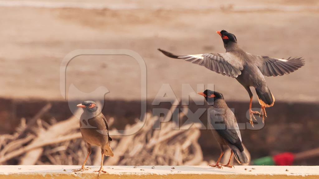 Indian mynah birds in an urban environment, India