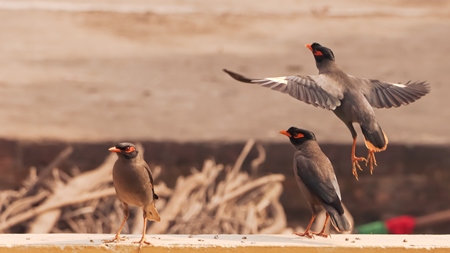 Indian mynah birds in an urban environment, India