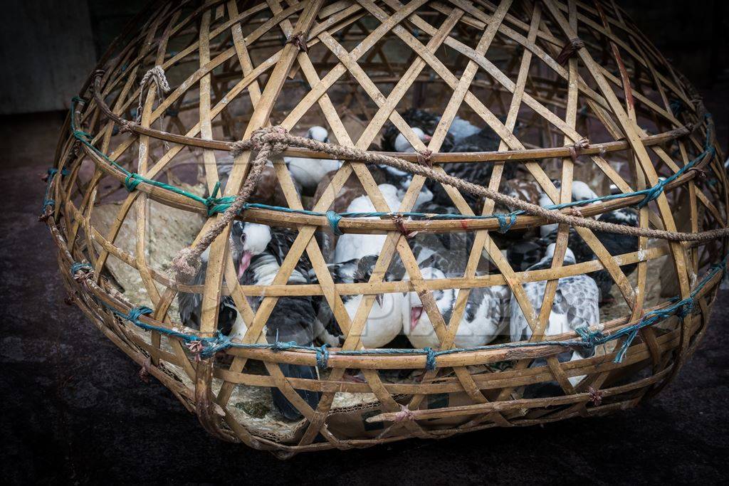 Pigeons in basket on sale for religious sacrifice at Kamakhya temple