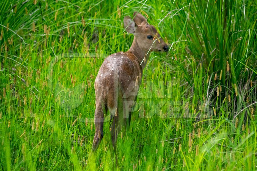 Small brown Indian hog deer in green vegetation at Kaziranga National Park in Assam in India