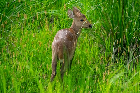 Small brown Indian hog deer in green vegetation at Kaziranga National Park in Assam in India