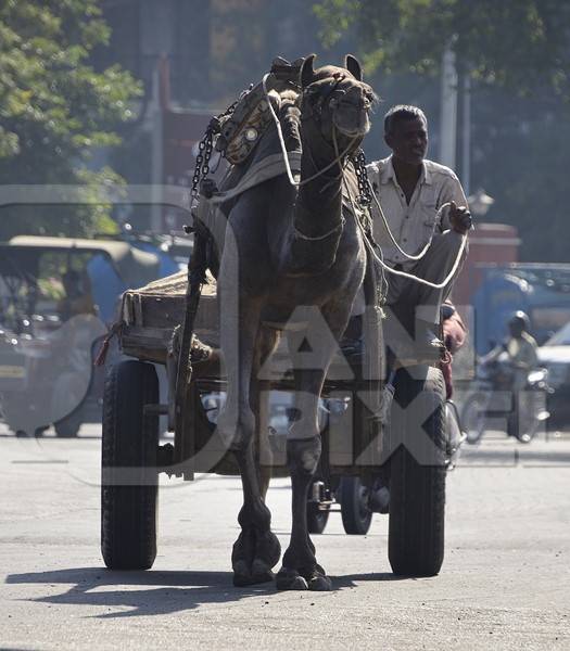 Camel pulling cart with man along a street in Pushkar