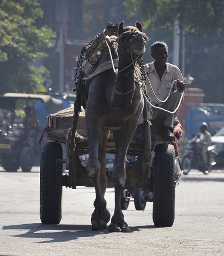 Camel pulling cart with man along a street in Pushkar