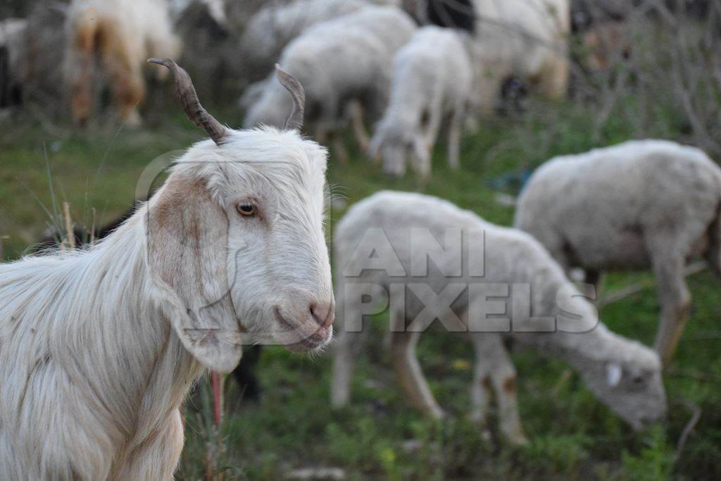 Herd of white goats in field in rural countryside