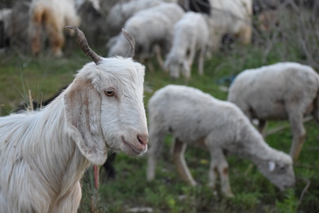 Herd of white goats in field in rural countryside