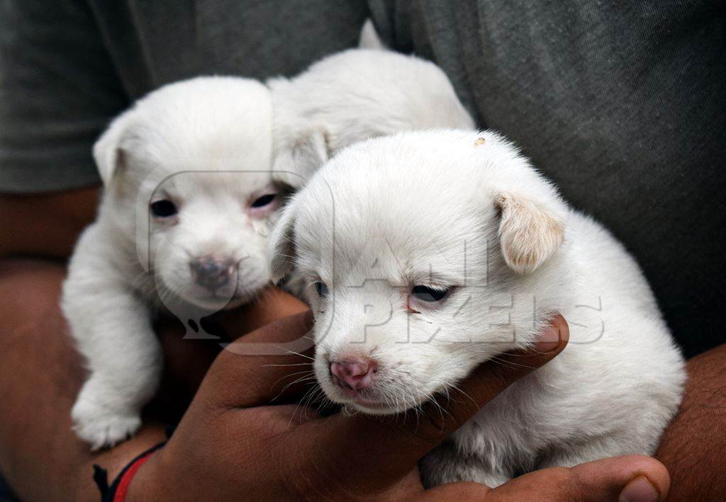 Person holding cute small white puppies