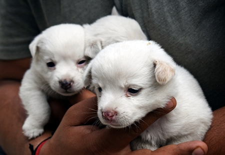 Person holding cute small white puppies