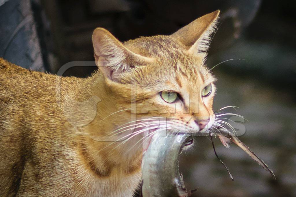 Street cat at Kochi fishing harbour in Kerala with fish in mouth