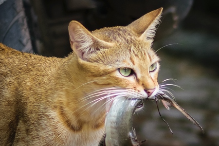 Street cat at Kochi fishing harbour in Kerala with fish in mouth