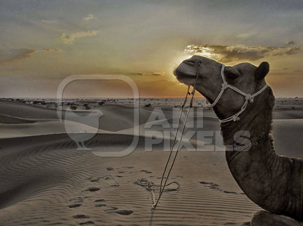 Silhouette of camel in desert against sunset
