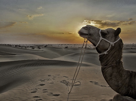 Silhouette of camel in desert against sunset