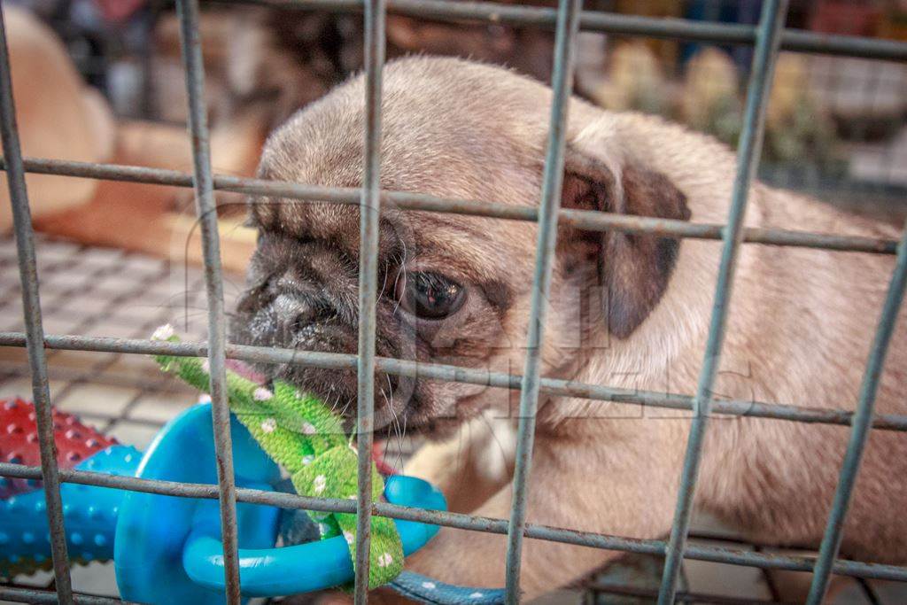Small pug pedigree breed puppy in cage on sale as a pet at Crawford pet market in Mumbai, India