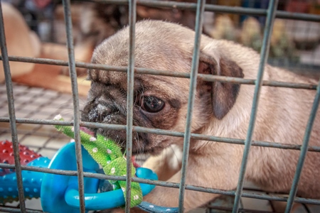 Small pug pedigree breed puppy in cage on sale as a pet at Crawford pet market in Mumbai, India