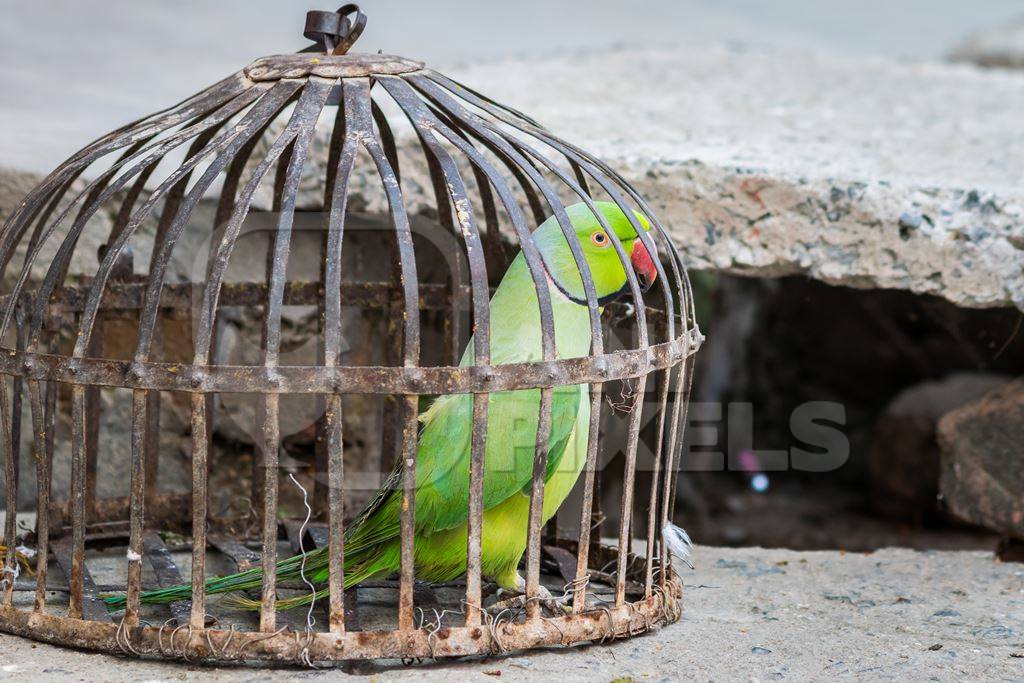 Green Rose Ringed parakeet bird held captive illegally in metal cage - see description below